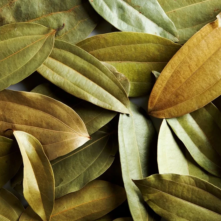 Cinnamon Leaf