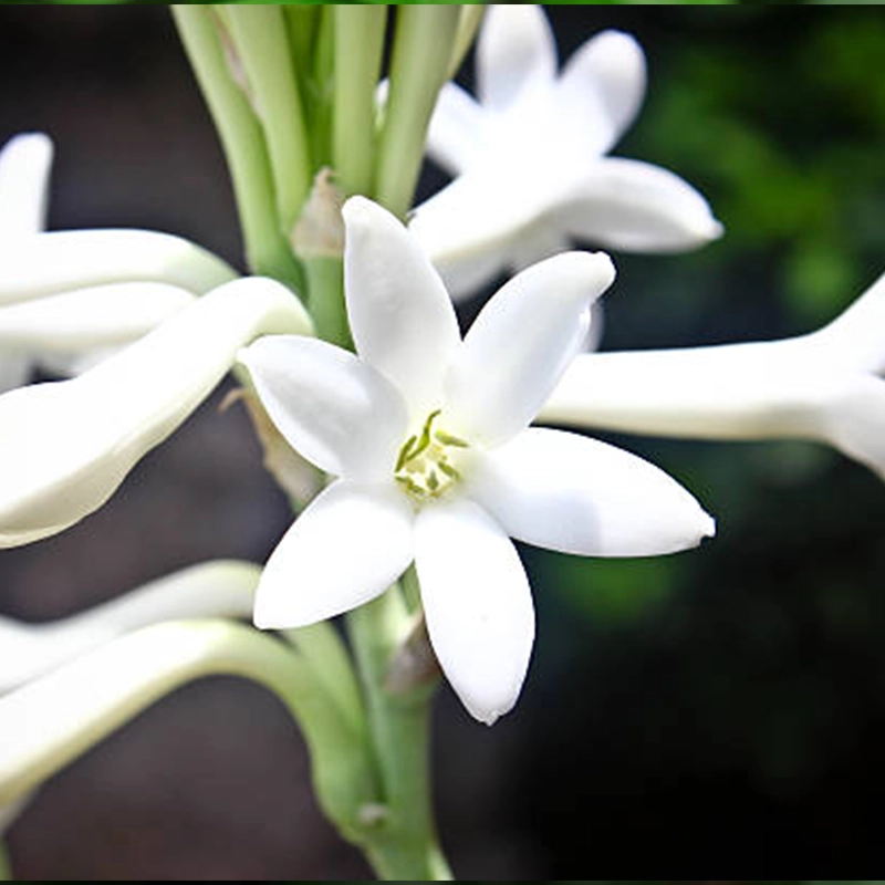 Tuberose